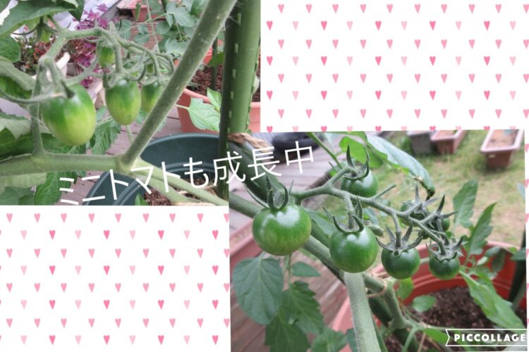 テラスで育てている胡瓜🥒の初収穫!!