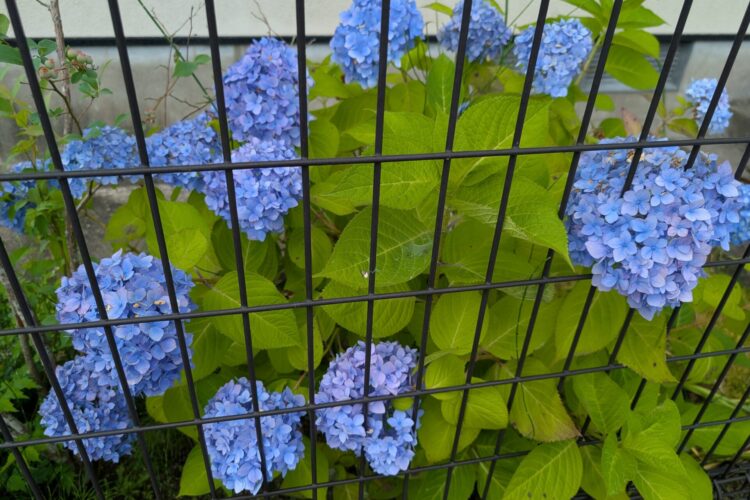 6月6日～今日も梅雨とは思えないくらいの夏日でした