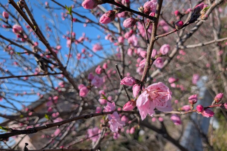 3月21日～R7年度　第44回卒園式