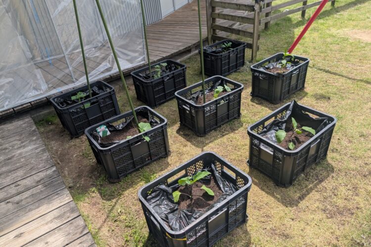 4月16日～野菜の苗植えをしました