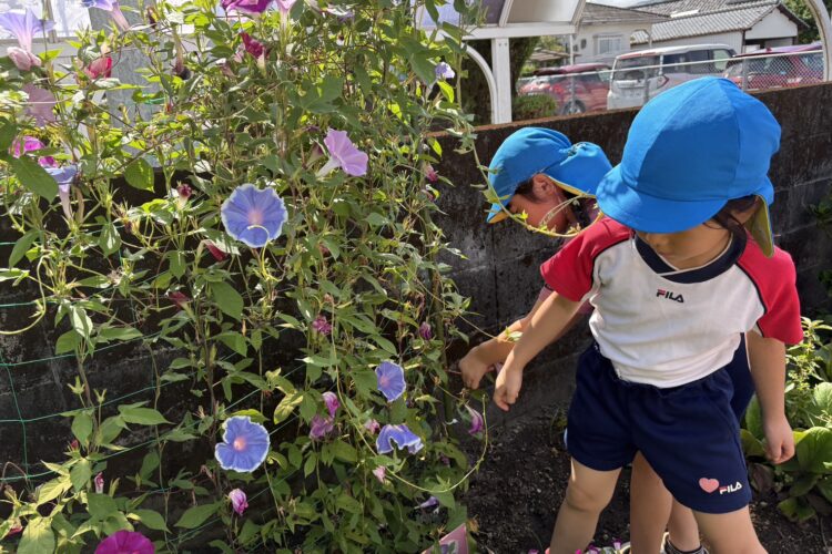 8月21日～朝顔の花で色水遊びをしました